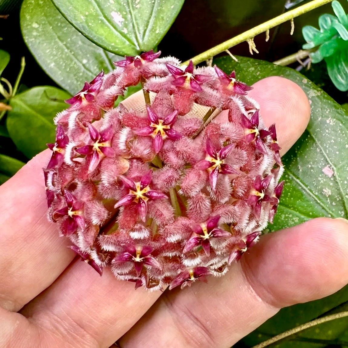 Piante & sementi: Hoya Rasperry Sun (MB 1247) – Nuovo (secondo la descrizione) da Bachenbülach venduto da ilawega 1
