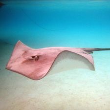 Profile image of Haeberling
