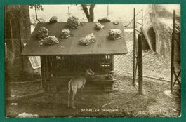 St. Gallen, Wildpark, ungelaufen