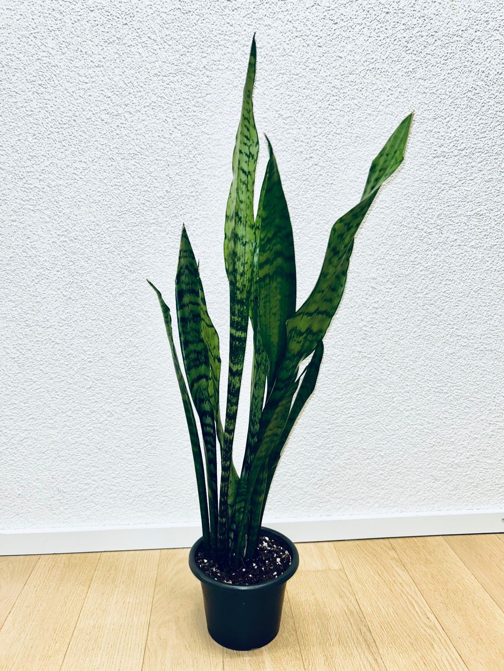 Piante & sementi: Sansevieria Zeylanica Plant 83 cm – Usato da Kilchberg ZH venduto da malibubeach 2