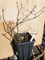 Hunds-Rose (Rosa canina)