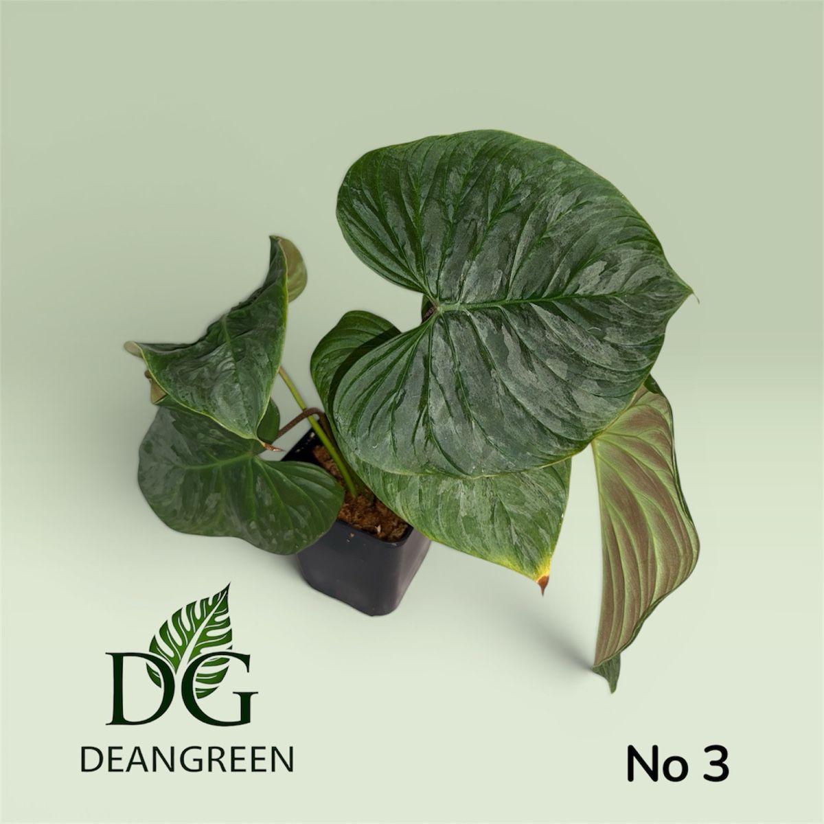 Piante & sementi: Philodendron majestic Stecklinge nr. 03 – Usato da Zürich venduto da DeanGreenZH