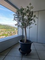 Olivenbaum im Kübel 170cm