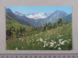 Bei Adelboden, 1966, Blumen, Blumenwiese