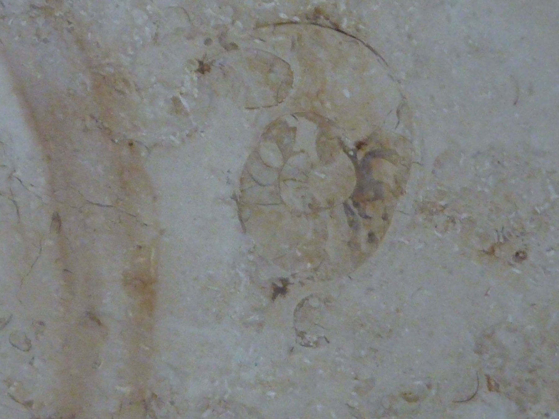 Fossili: Kalksteinplatte mit Ammoniten – Usato da Triengen venduto da Nussbaum14 4