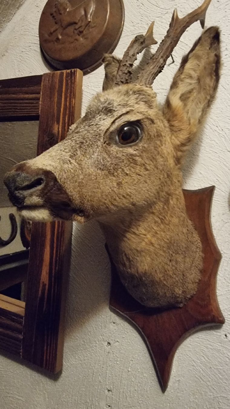 Il mondo degli animali: Reh – Usato da Sils im Domleschg venduto da platin01 2