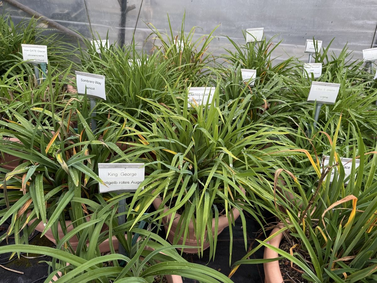 Piante & sementi: Taglilien/ Hemerocallis – Usato da Kefikon ZH venduto da Haligali81 2