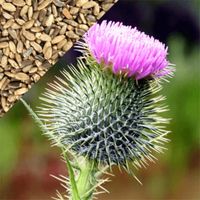 200 Mariendistel Samen ( Silybum Marianum )