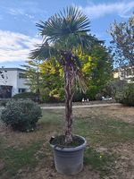 Amerikanische Palme winterhart 