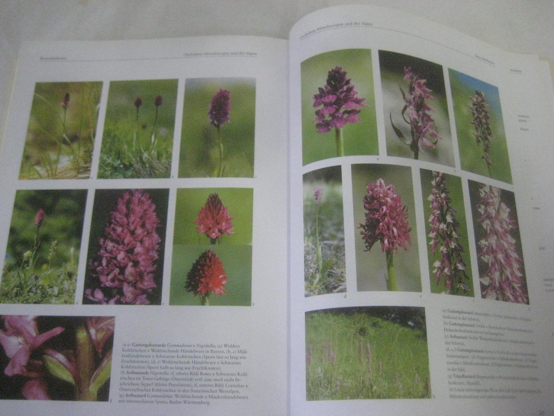 Libri: ORCHIDEEN  BUCH – Nuovo (secondo la descrizione) da Uster venduto da flocke1 4
