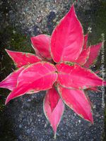 Aglaonema Cherry Baby mit unglaublich roten Blättern