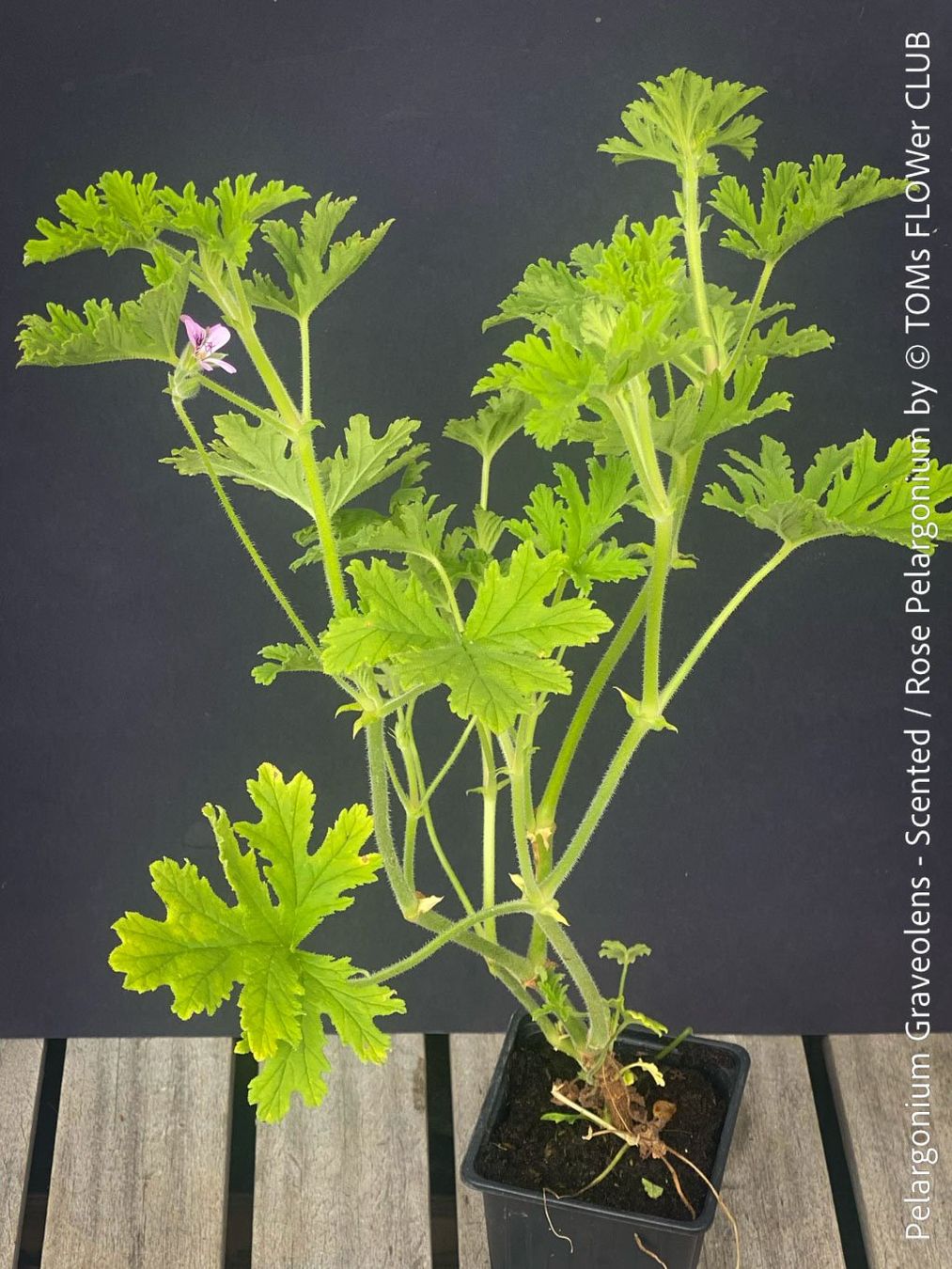 Plantes & graines: Pelargonium Graveolens - Duftpelargonium – Neuf avec emballage d'origine à Adliswil par astom369 7