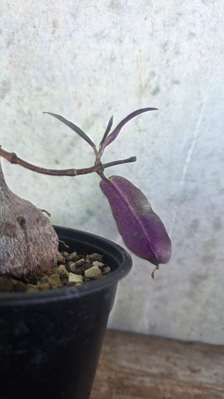 Pflanzen & Samen: Petopentia natalensis – Neu (gemäss Beschreibung) aus St.Erhard von Plumilandschweiz 4