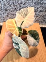 Alocasia Black Velvet Pink Variegata RIZHOM