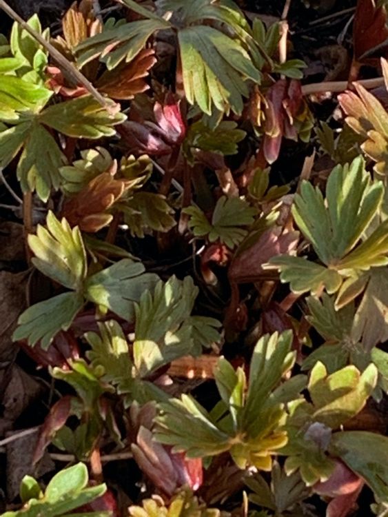 5 HerbstEisenhut in einem Wurzelballen Gartenpflanze Kaufen auf Ricardo