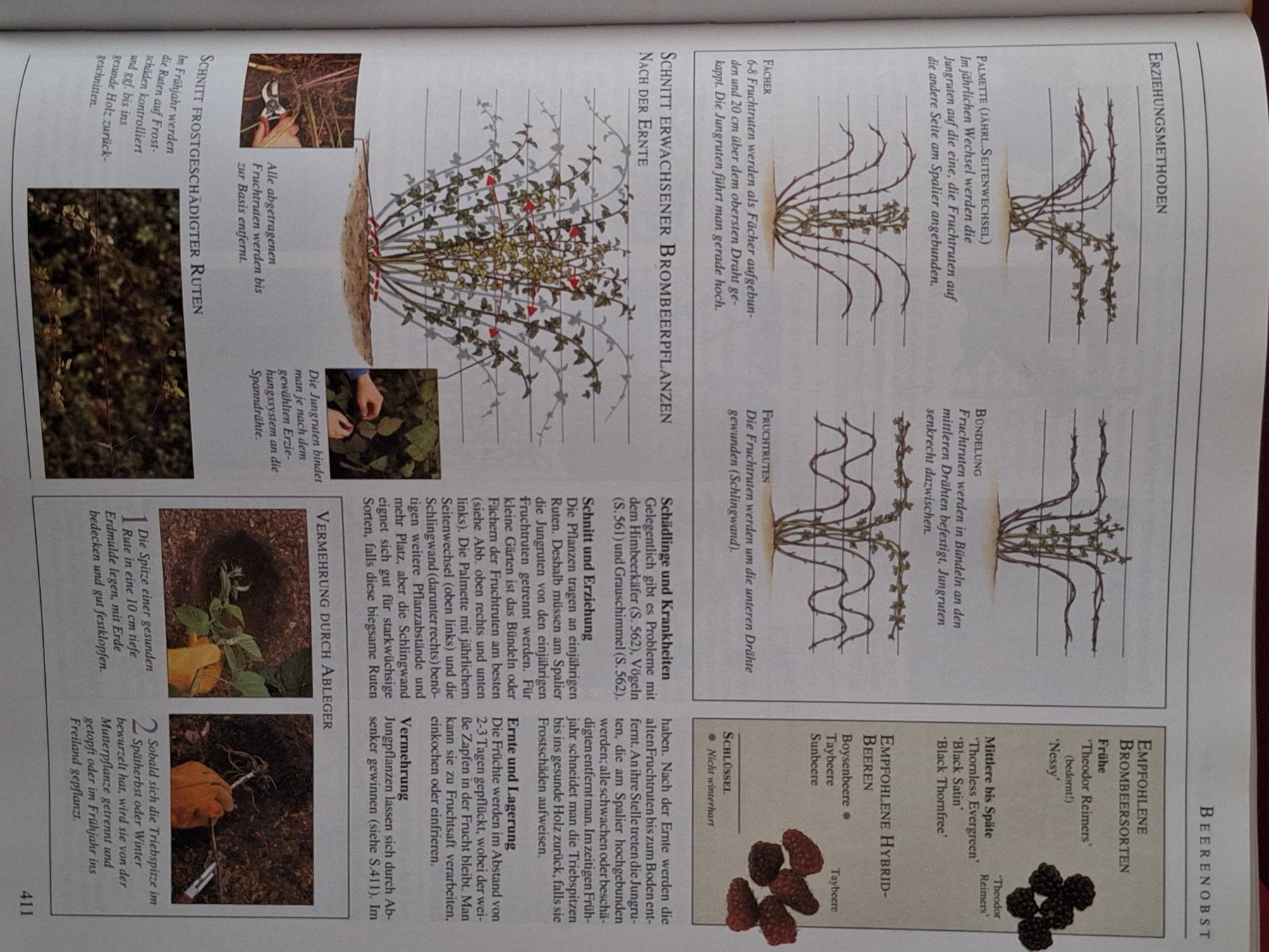 Libri: Buch Garten Enzyklopädie Dumont1994 – Usato da Oberriet SG venduto da Atir47 5