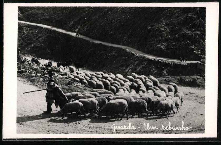 Fotografie & Manifesti: Fotografie Guarda / Graubünden, Schäfe – Usato da Berlin venduto da bartko-reher