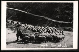 Fotografie Guarda / Graubünden, Schäfe