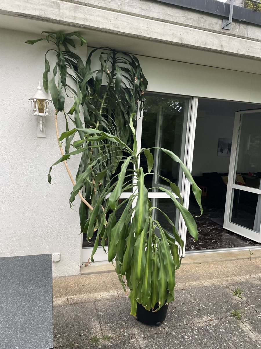 Piante & sementi: 18-jährige Palme (evtl. Drachenbaum) – Usato da Biel/Bienne venduto da Tribo85