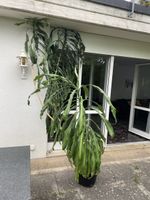 18-jährige Palme (evtl. Drachenbaum)
