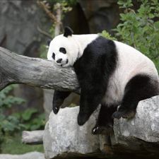 Profile image of pandabaerchen22