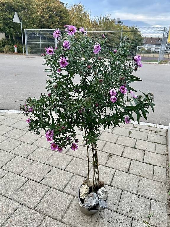 Piante & sementi: Aster Bäumchen  – Nuovo e nell'imballaggio originale da Frauenfeld venduto da ire_q29k 4