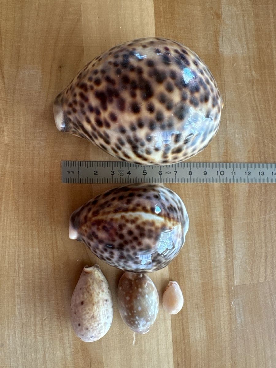 Tutte le decorazioni: Muscheln – Usato da Rümlang venduto da baselsale1
