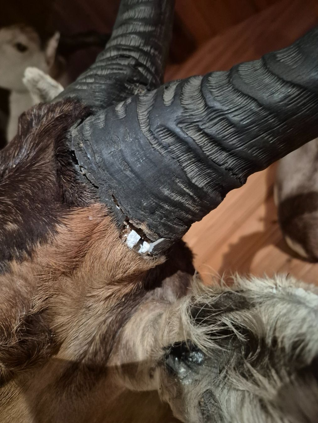 Il mondo degli animali: Trophée de chasse bubale roux / Kuhantilope Jagdtrophäe – Usato da Treyvaux venduto da Kbh2000 7