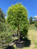 Hängeschnurbaum