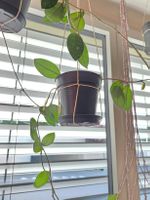 Hoya Carnosa Pflanze mittel (2 Stecklinge mit Wurzeln)