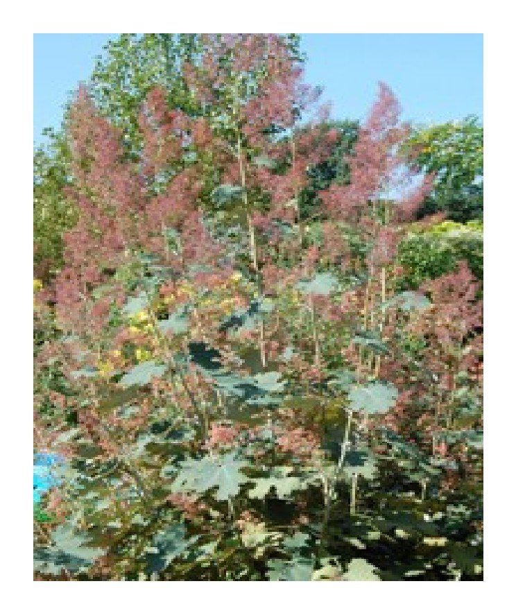 Piante & sementi: Federmohn - Macleaya microcarpa - 100 Samen – Nuovo e nell'imballaggio originale da Sumiswald venduto da Cham14559 1