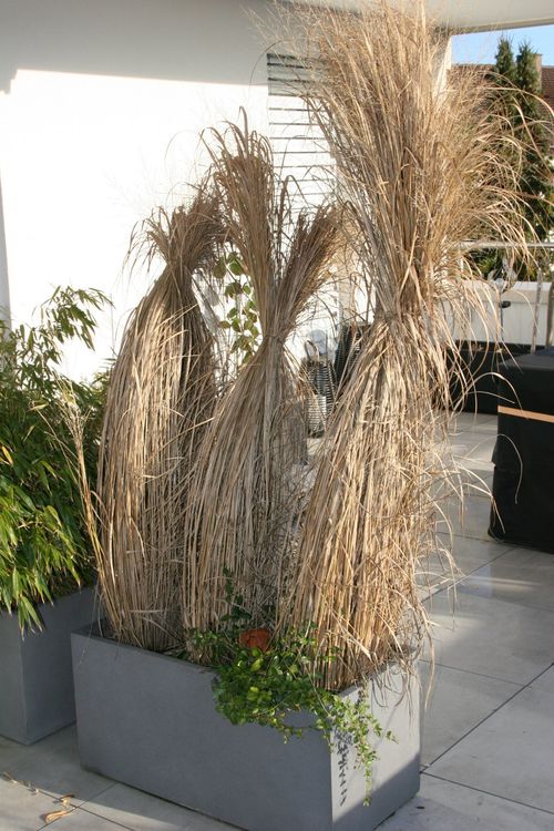 3 schöne Rutenhirsen (Nordwind) im Pflanzkübel 120-150 cm (Gebraucht