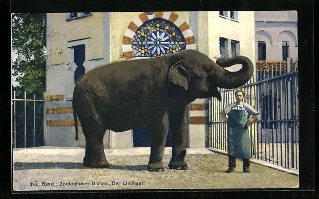 Ansichtskarten: Basel, Zoologischer Garten, Elefant mit  – Gebraucht aus Berlin von bartko-reher