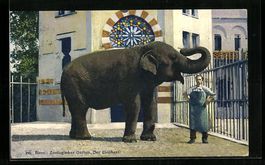 Basel, Zoologischer Garten, Elefant mit 