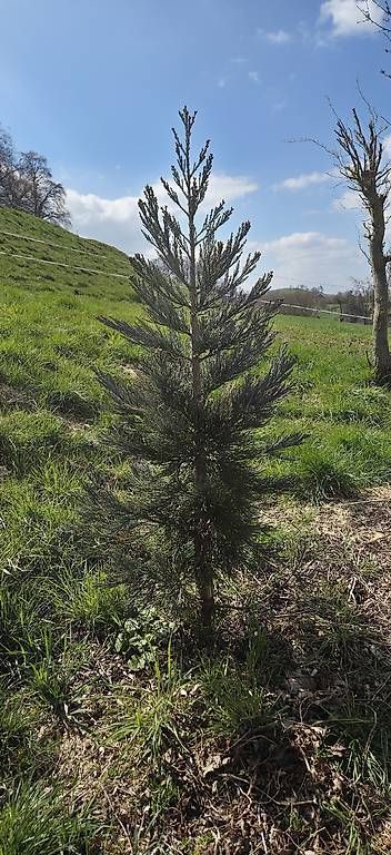 Altro per Ufficio & Commercio: Sequoia sempervirens  – Usato da Pfaffnau venduto da Hawaiano