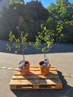 2 x Prunus domestica „Opal“ – Pflaumenbäume