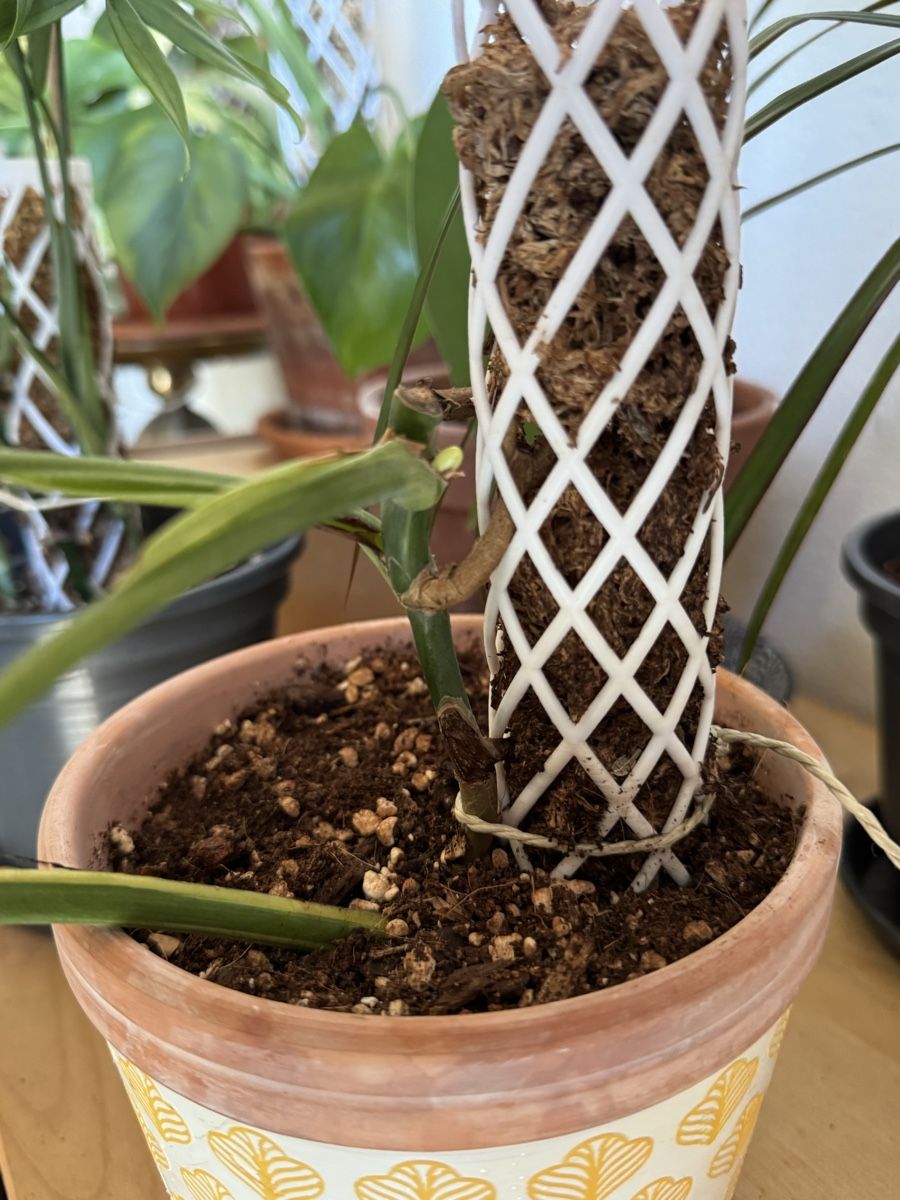 Monstera Aurea (Neu (gemss Beschreibung)) in Winterthur fr CHF 55  mit  Lieferung auf Ricardo kaufen