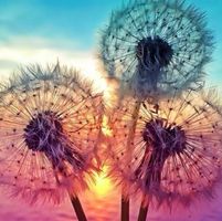 Diamond Painting Pusteblumen-116-40x40-426