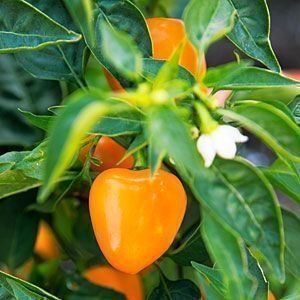 Piante & sementi: 30 Samen MINIBELL ORANGE Paprika – Nuovo (secondo la descrizione) da Ehrendingen venduto da VerveinaSamen 3
