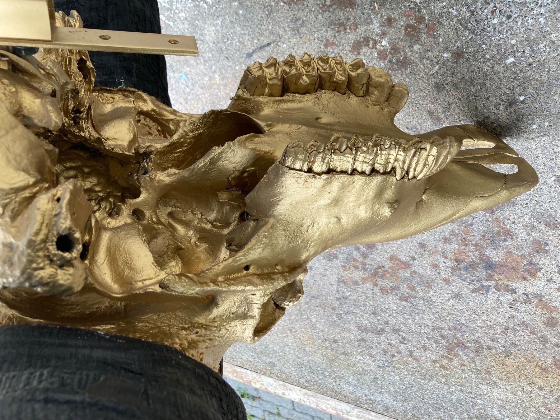 Il mondo degli animali: Kaffernbüffel Trophäe 1 – Usato da Grosswangen venduto da arum01 6