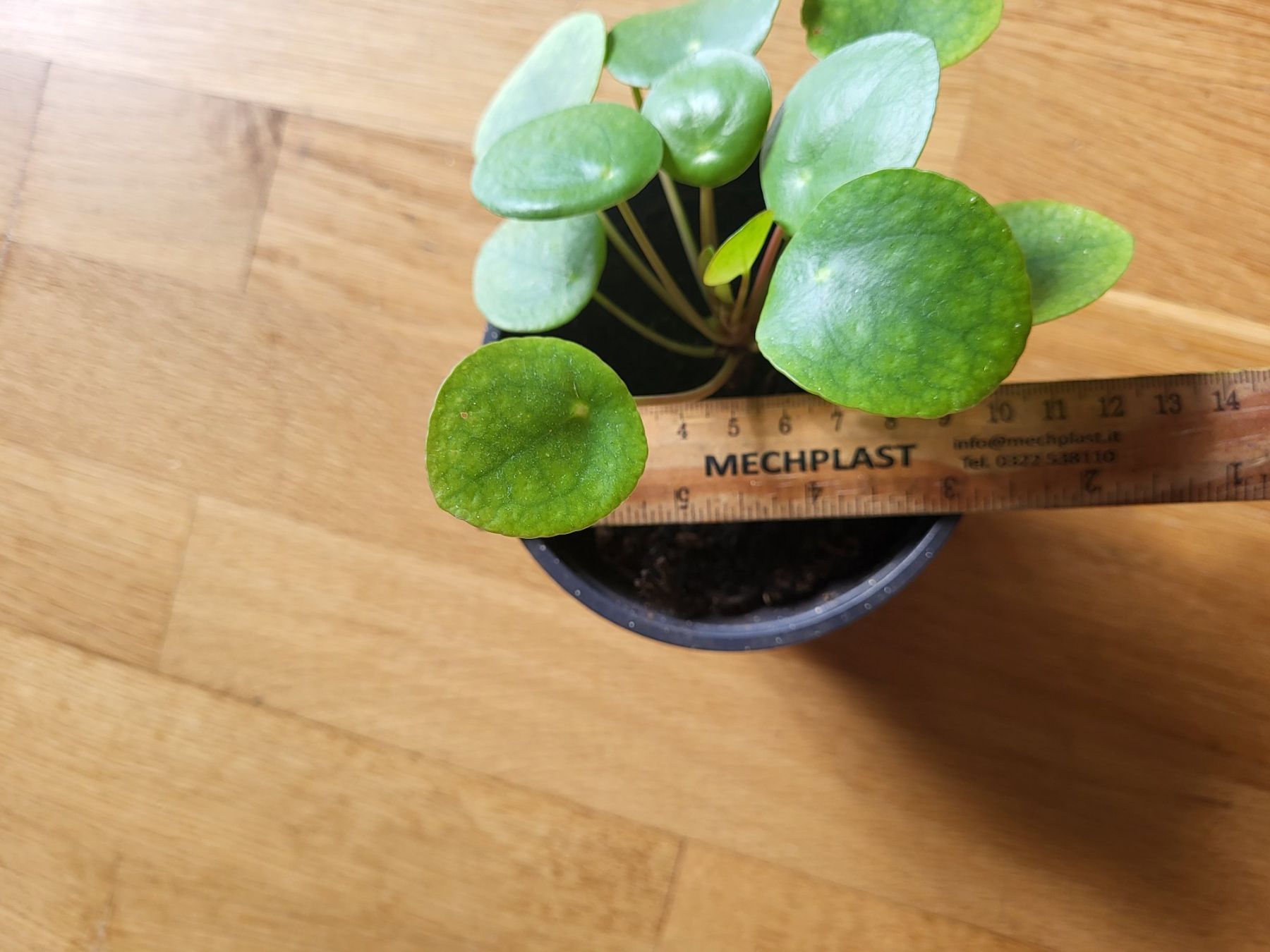 Piante & sementi: Hübsche Pilea ufopflanz – Nuovo (secondo la descrizione) da Zürich venduto da sahaara01 2