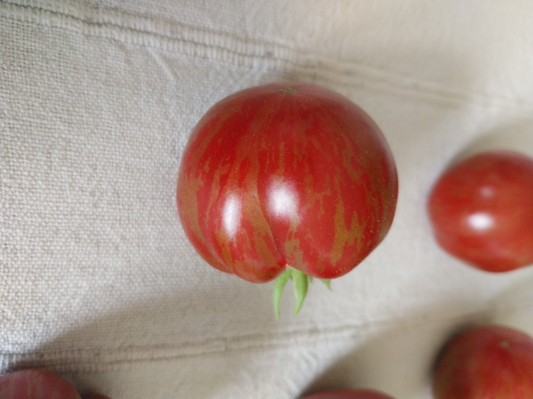 Piante & sementi: Samen Tomaten Microdwarf Groovy Tunes 10Stk. – Usato da Schwaderloch venduto da bademeister79 2