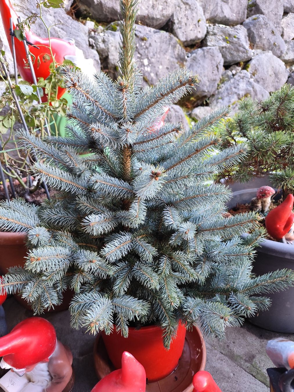 Piante & sementi: Picea pungens – Nuovo (secondo la descrizione) da Grossdietwil venduto da bie_2bn5 2