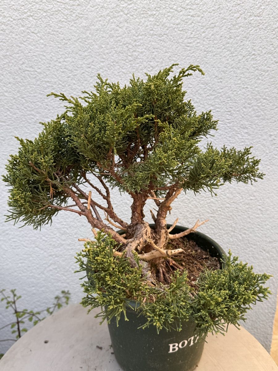 Piante & sementi: Bonsai/Juniperus – Usato da Münchwilen TG venduto da baluzi3 5