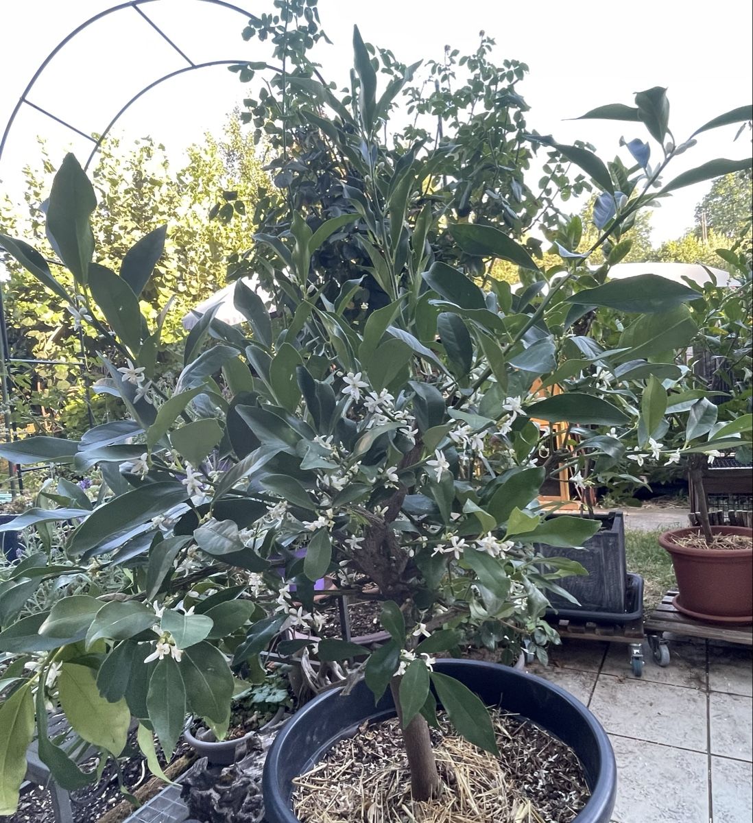 Piante & sementi: Calamondin Zitruspflanze – Nuovo (secondo la descrizione) da Bäretswil venduto da Evamaria1 4