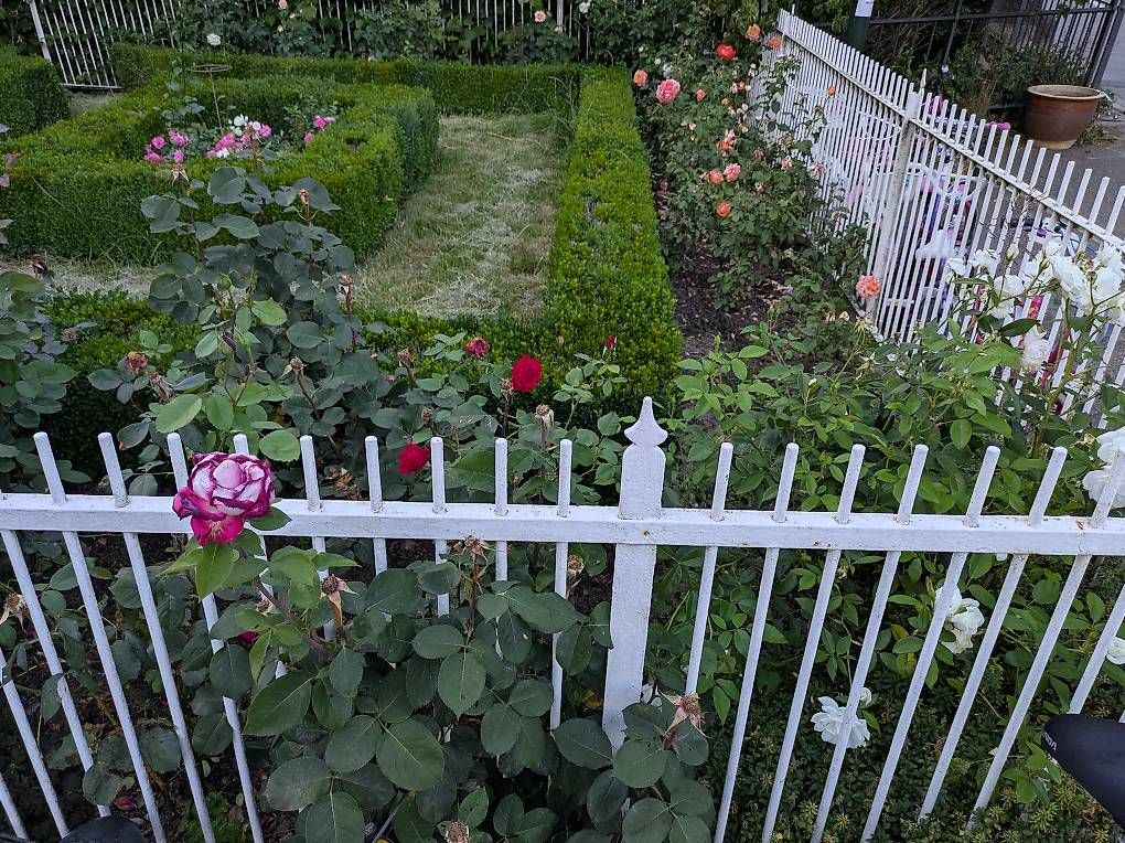 Tutti i DVDs: Blühende Rosen Büsche ca. 77Stk. – Usato da Binningen venduto da Smile-46 3