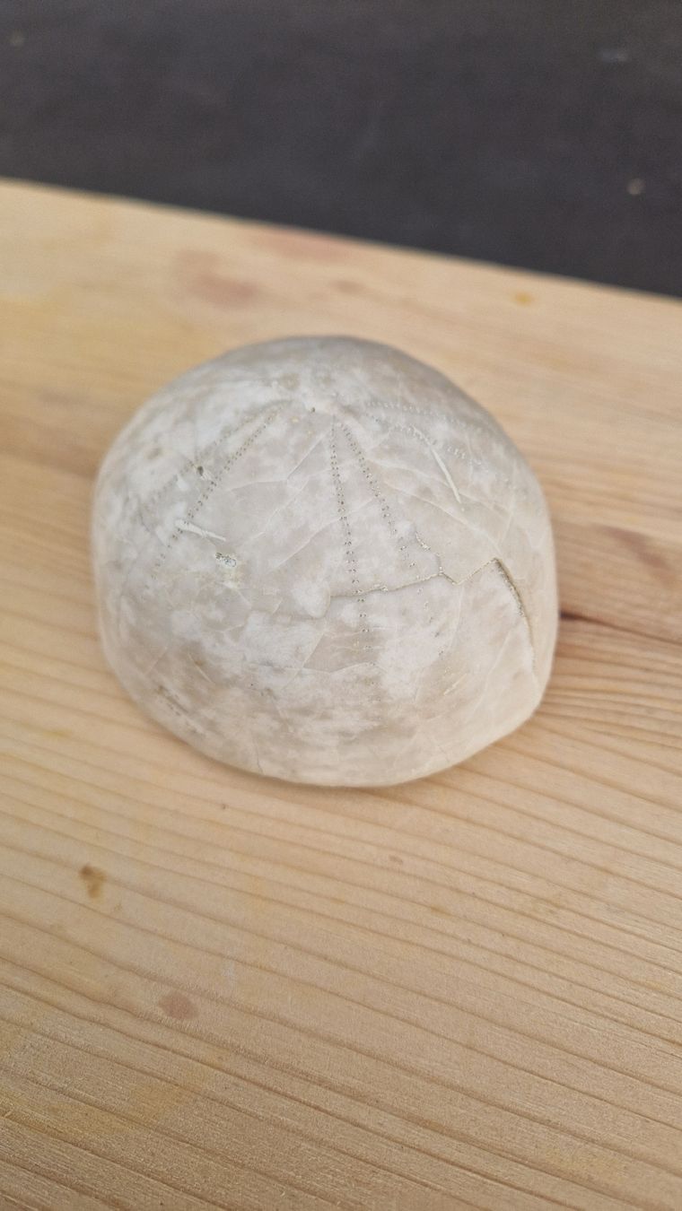 Fossili: Grosser Fossiler Seeigel – Usato da Niederhasli venduto da rehauge01 3