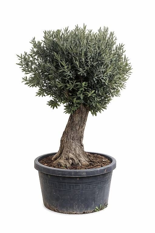 Piante & sementi: Olivenbaum "Olea Europea 21" – Usato da Zuckenriet venduto da Thur_Plant