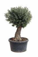 Olivenbaum "Olea Europea 21"