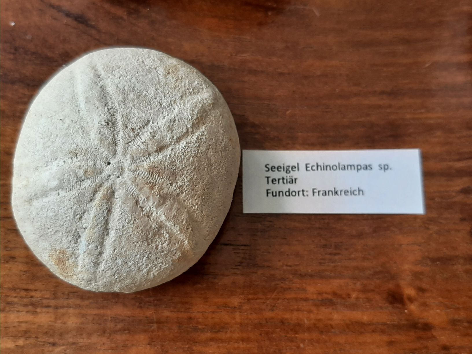 Fossili: Kleine Sammlung fossiler Seeigel  – Usato da Rickenbach BL venduto da Oktober68 3